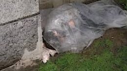 A homeless man sleeps outside under plastic.